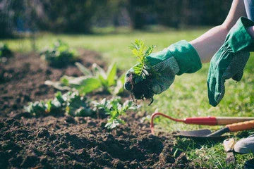 Prepare Your Lawn for Spring: 3 Essential Winter Tasks - Land Guard
