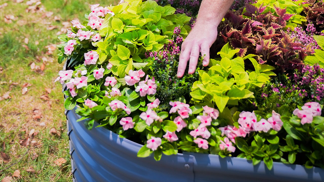 A hand gently tending to vibrant pink flowers and lush foliage in a blue round raised garden bed.