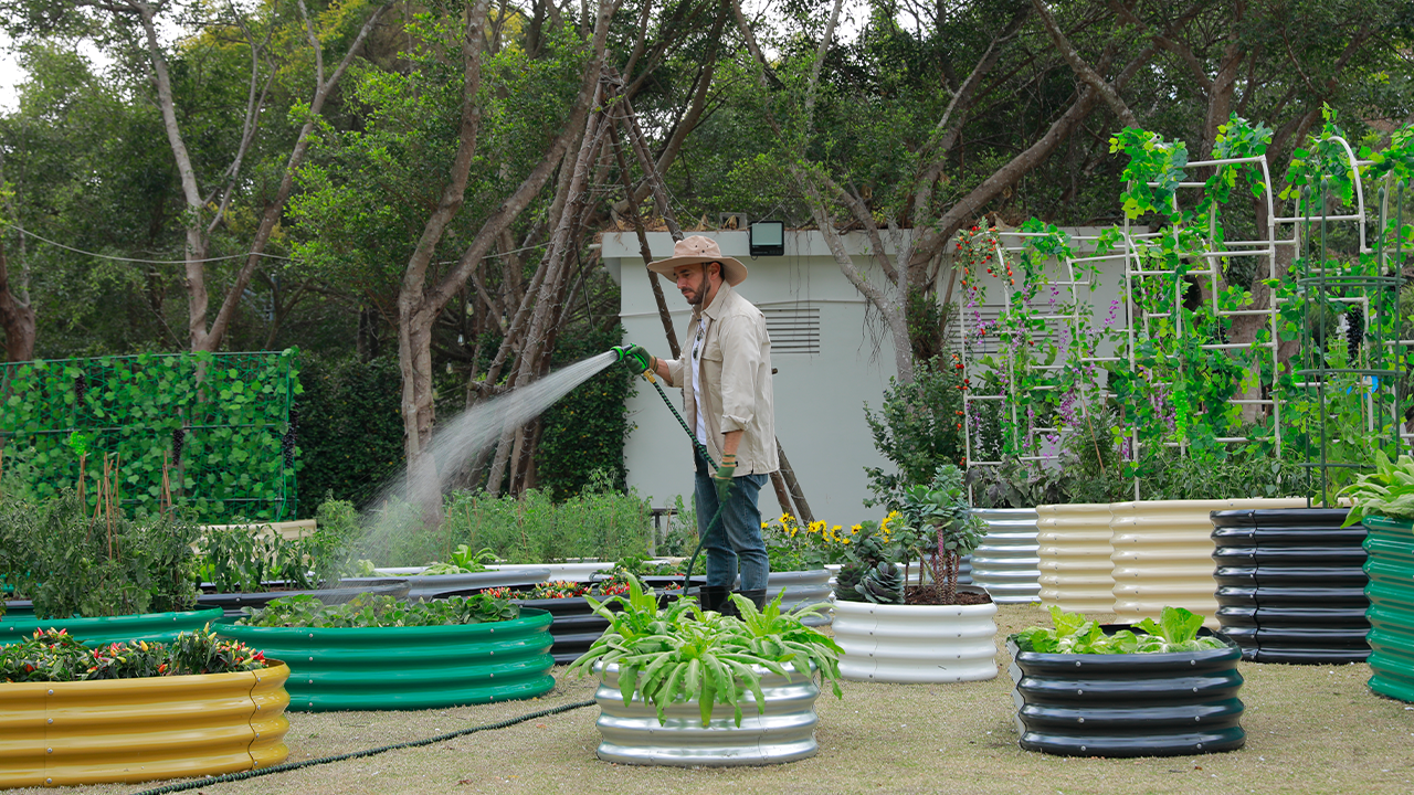 A gardener watering plants in colorful raised garden beds with a hose.