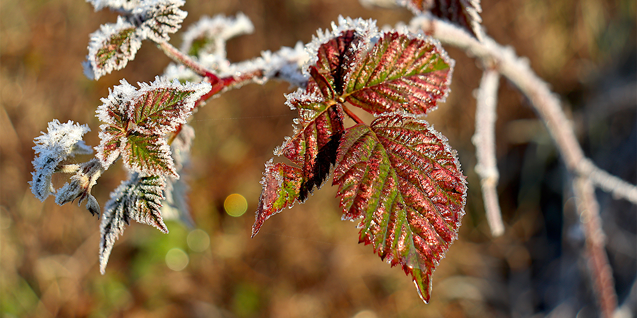 Frost-covered red and green leaves on a plant in a raised garden bed.
