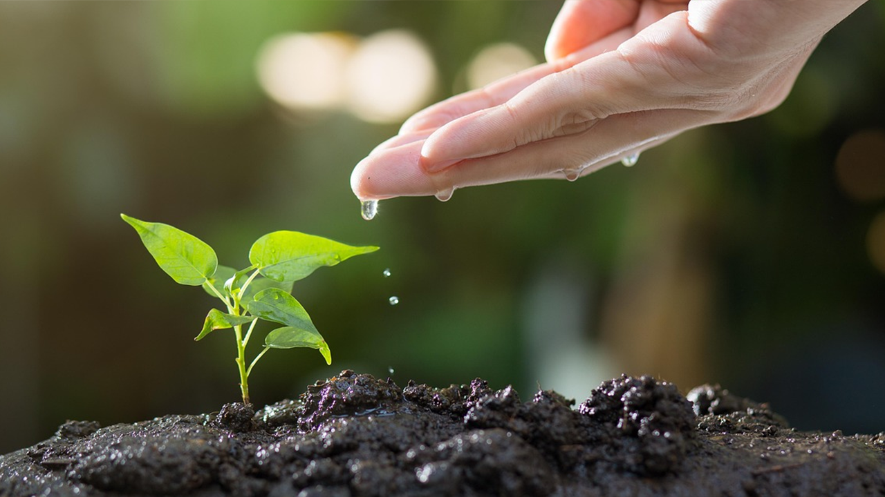 Essential for Home Gardeners Soil Insulation and Irrigation Techniques for Autumn and Winter