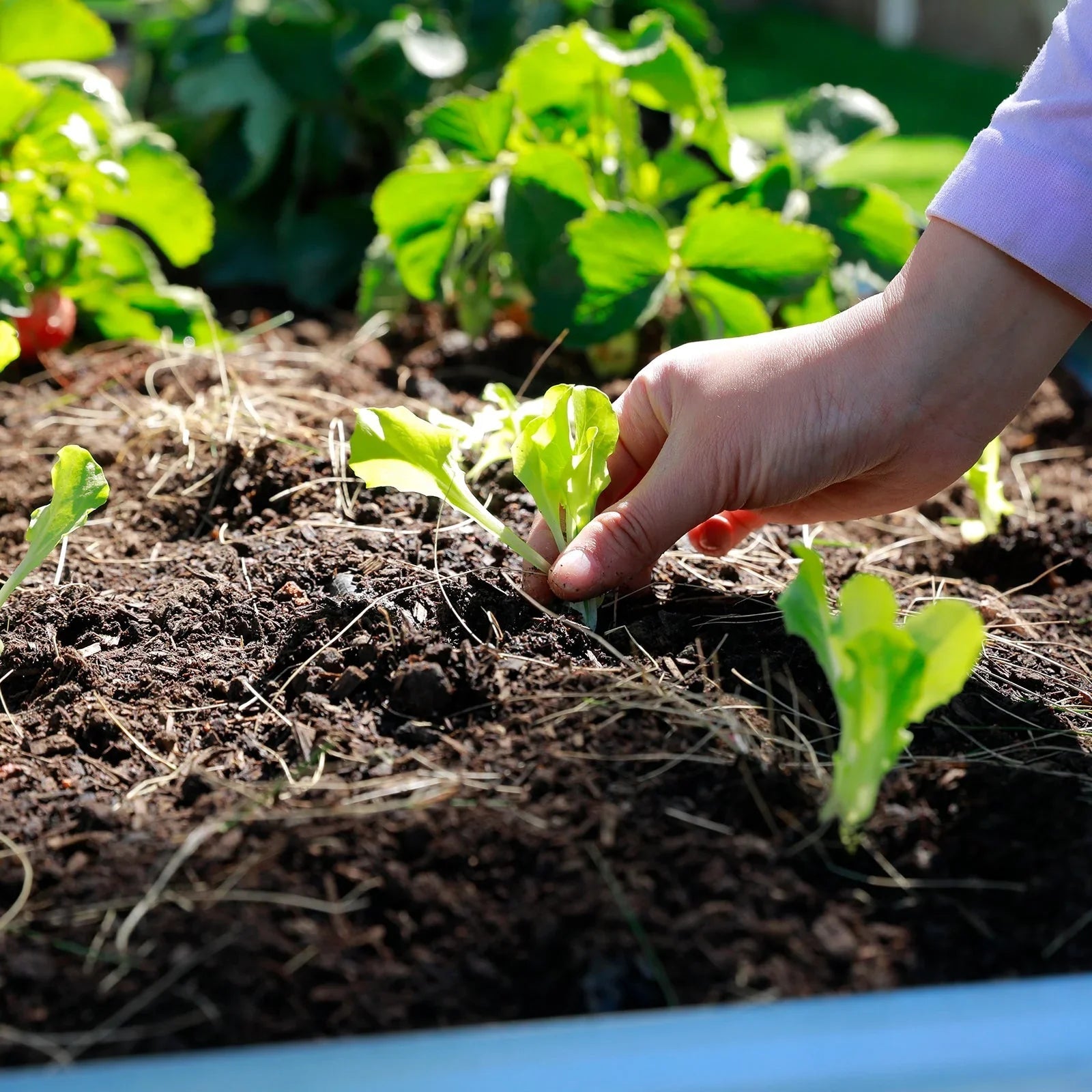 Kickstart Your Spring Garden: A Guide to Starting Seeds Indoors - Land Guard