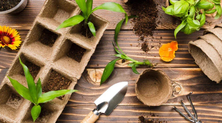 Vegetable seedlings in biodegradable pots with gardening tools