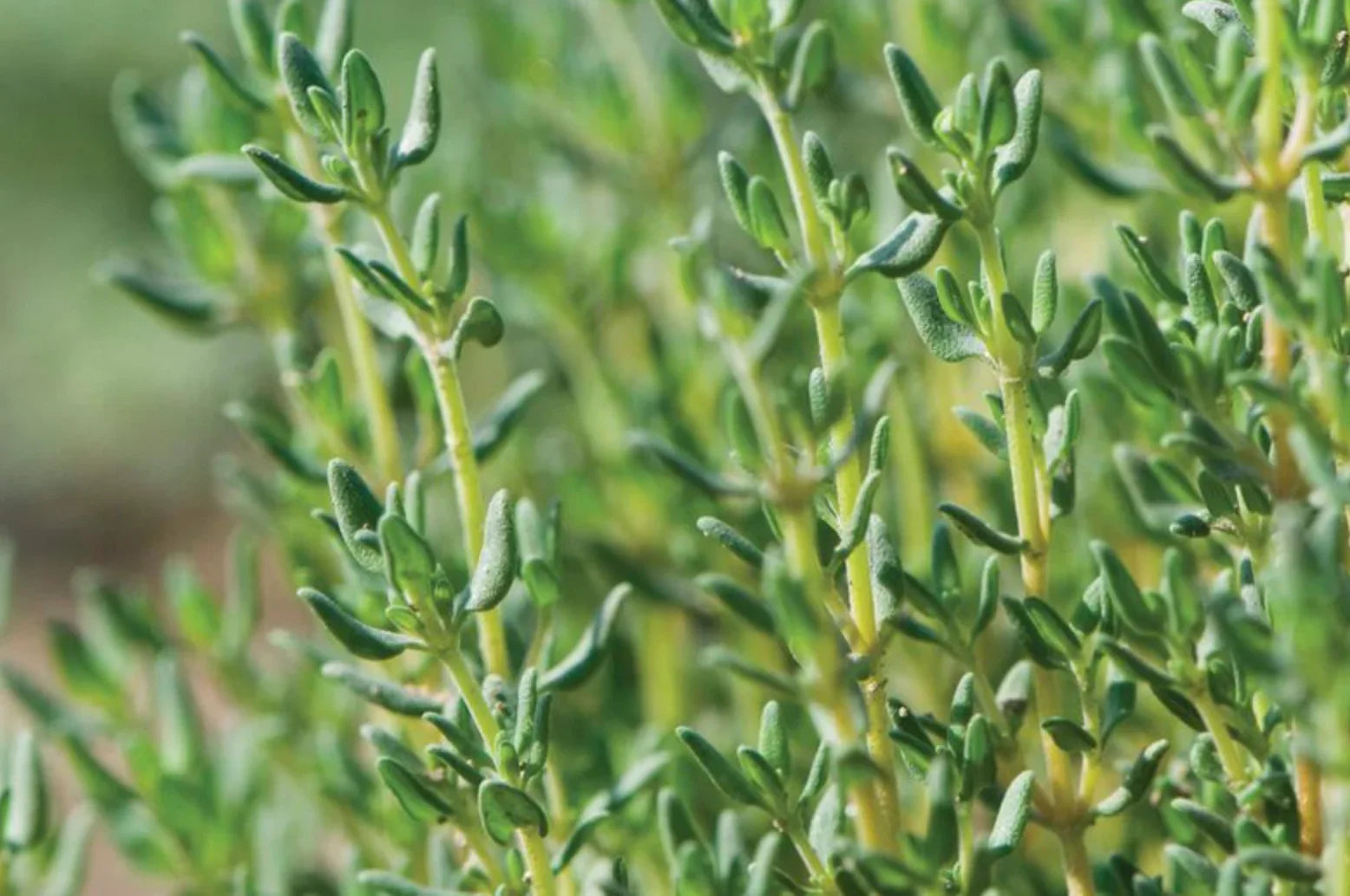Harvesting Thyme in Raised Gardens: Pruning for Continuous Growth - Land Guard