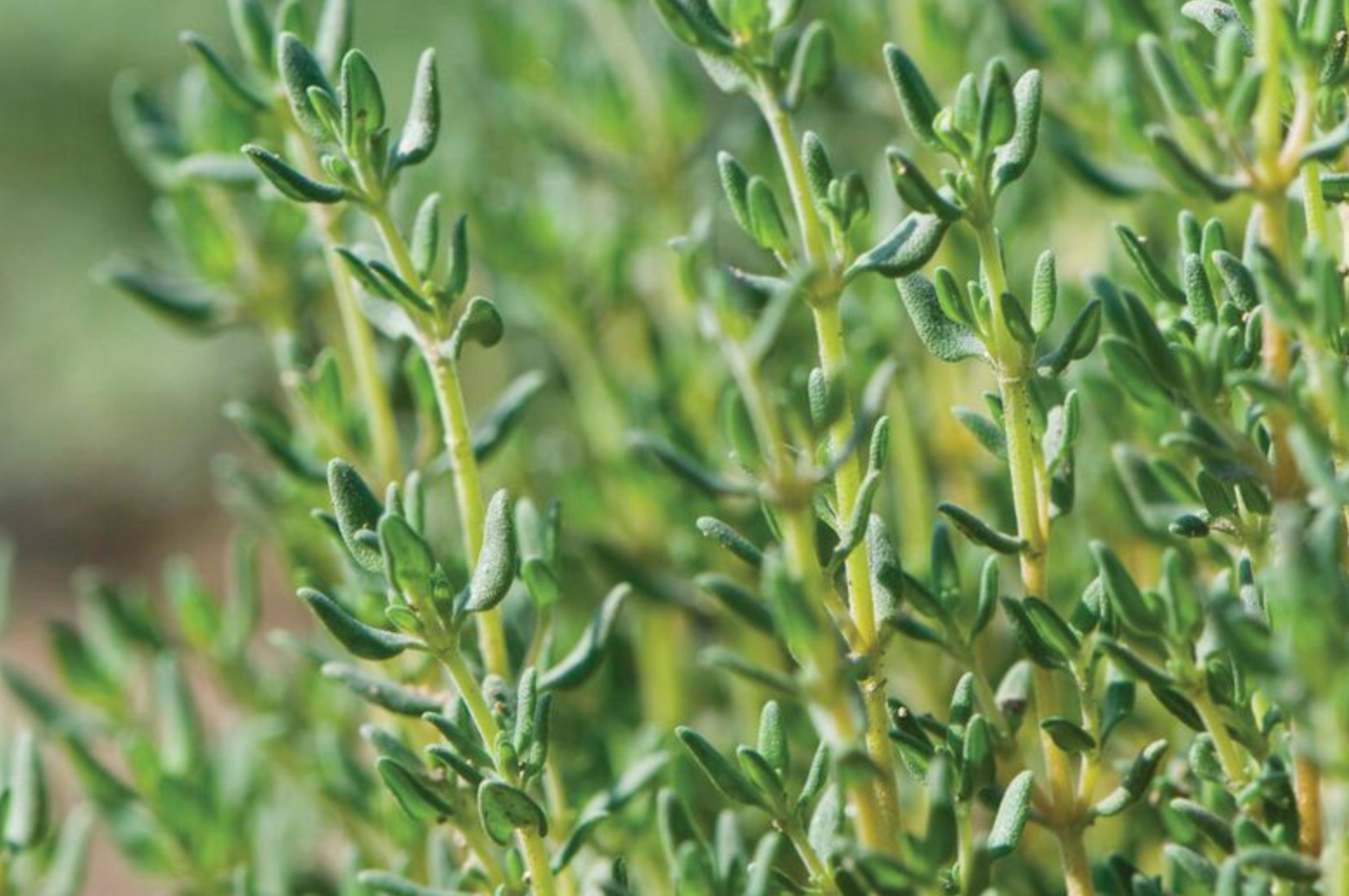 Harvesting Thyme in Raised Gardens: Pruning for Continuous Growth