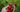 The Signal of a Good Harvest: How to Know When Your Vegetables Are Ready to Pick - Land Guard