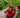 The Signal of a Good Harvest: How to Know When Your Vegetables Are Ready to Pick - Land Guard