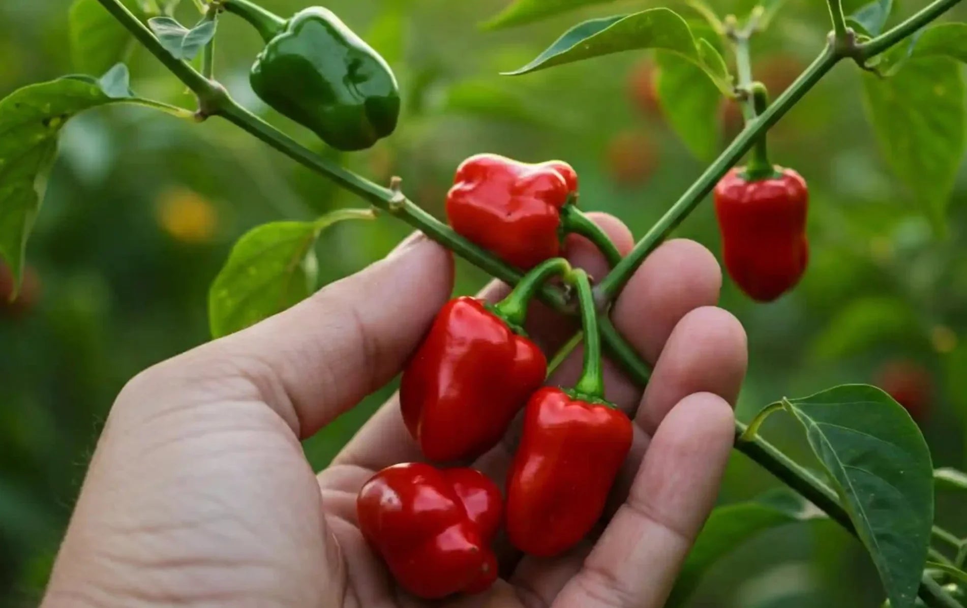 The Signal of a Good Harvest: How to Know When Your Vegetables Are Ready to Pick - Land Guard