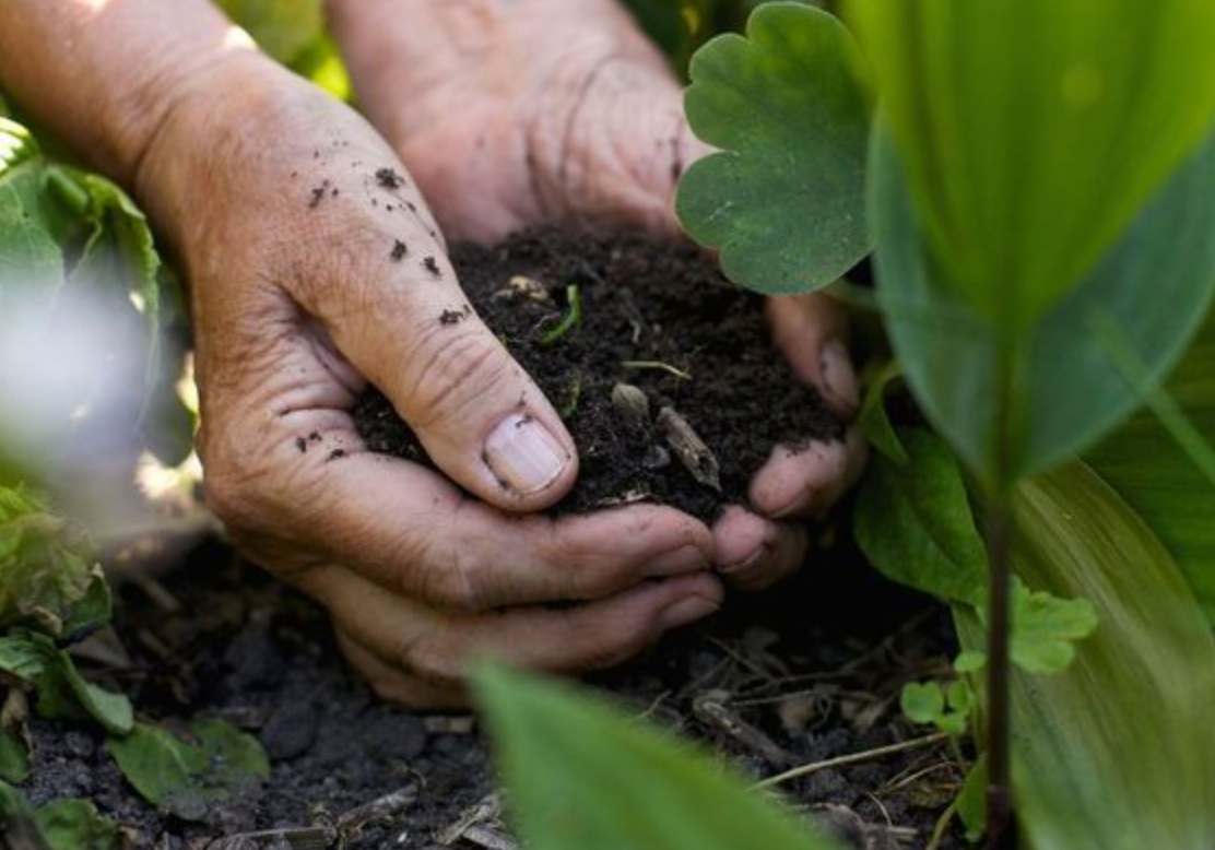 Homemade Organic Fertilizer Recipes for Raised Garden Beds