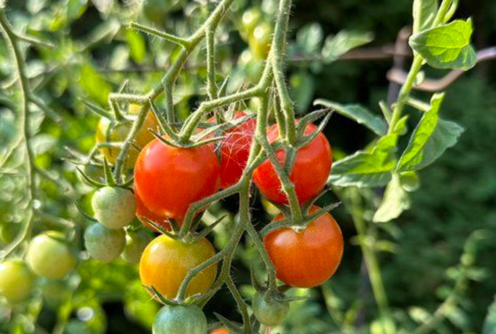 Saving Your Tomatoes: How to Prevent and Treat Blossom-End Rot in a Raised Garden Bed