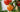 Complete Lifecycle Care for Tomato Growing - Land Guard