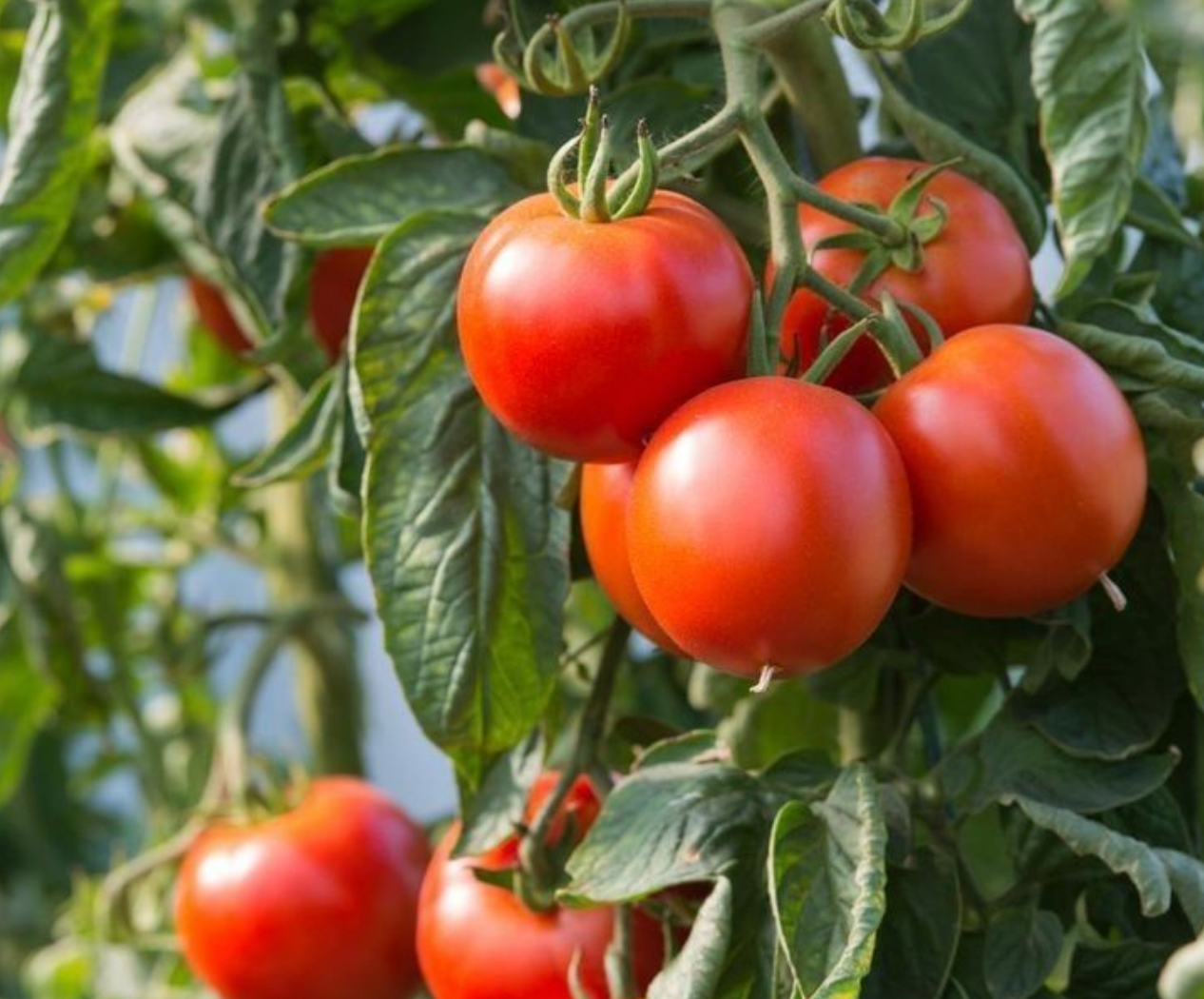 Yellow Leaves on Tomatoes: Nutrient Deficiency Diagnosis in Beds
