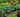 How to Achieve High-Density Planting in Your Garden Bed - Land Guard