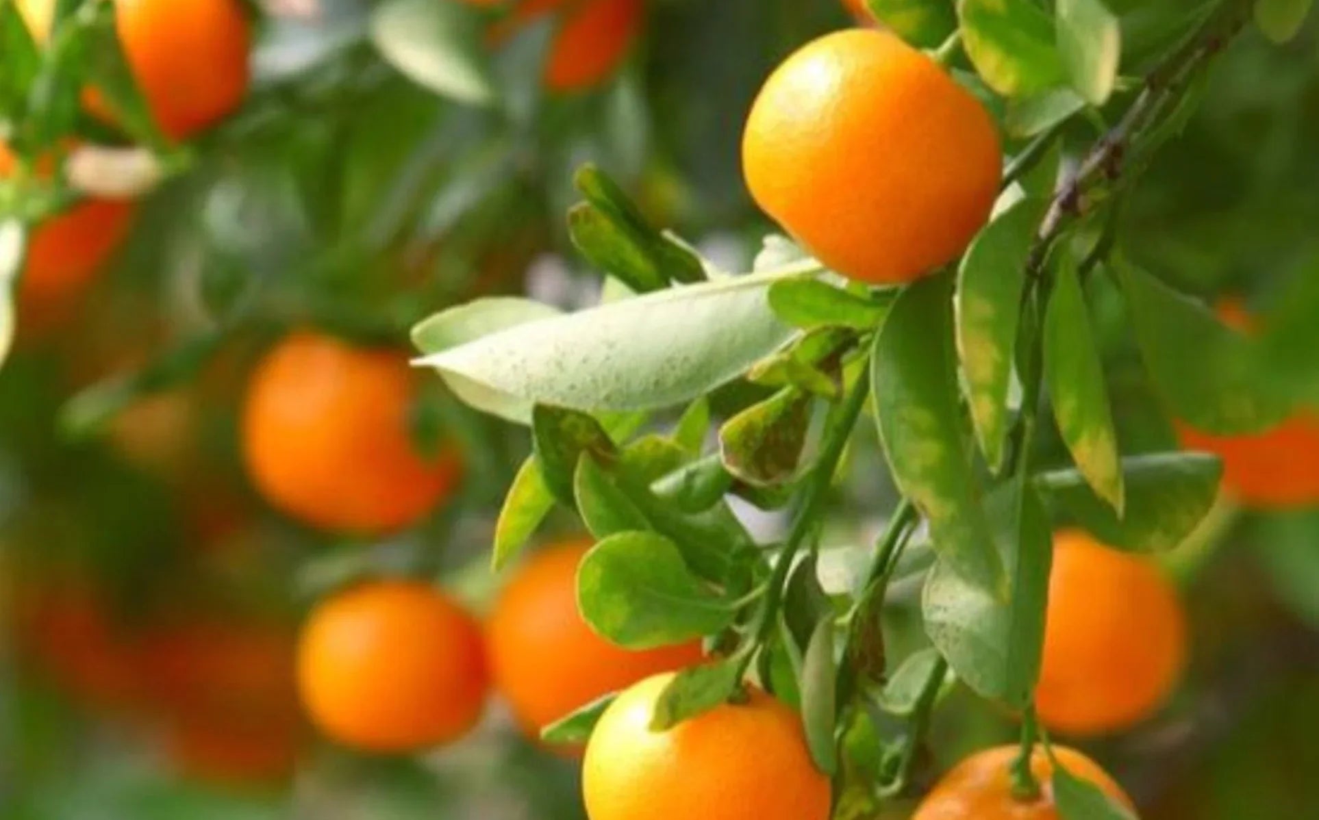 How to Grow Citrus Trees in Raised Beds - Land Guard