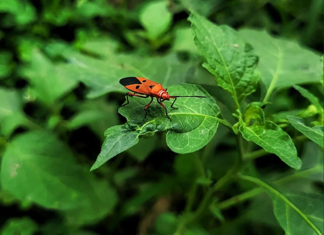 Summer Pest Control: Natural Remedies for Common Garden Insects - Land Guard