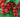 Red raspberries on the vine