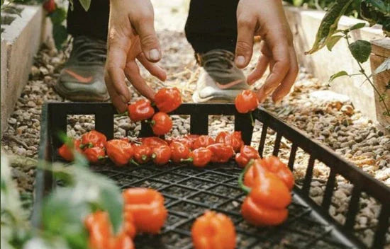 Landguard's Ultimate Guide to Autumn Vegetable Gardening: Expert Tips for Bountiful Harvests - Land Guard