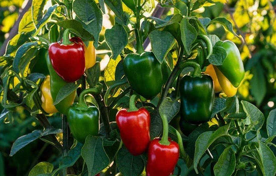 Landguard's Expert Guide to Herb Gardening: Cultivating Flavor and Fragrance Year-Round - Land Guard