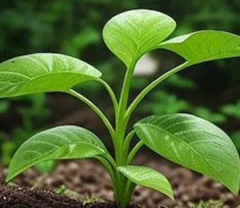 Landguard Galvanized Raised Garden Beds: The Modern Solution for American Home Gardening - Land Guard