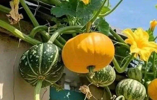 Landguard's Expert Guide to Successful Fruit Growing: Smart Tips for Bountiful Harvests - Land Guard