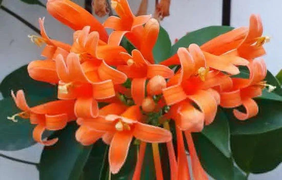 Landguard's Professional Guide to Flower Gardening: Expert Tips for Blooming Success - Land Guard