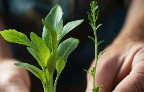 Landguard's Expert Guide to Essential Plant Growing Tips for Thriving Gardens - Land Guard