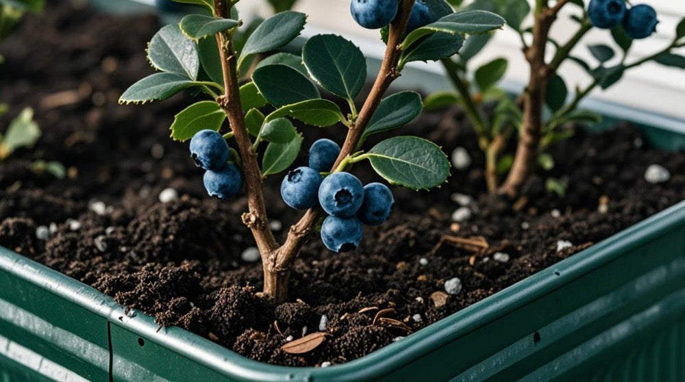 Coffee Grounds Underground: Acidifying Tricks for Blueberries in Raised Beds