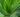 How to Grow Aloe Vera in Raised Garden Beds: Complete Guide for US Gardeners - Land Guard