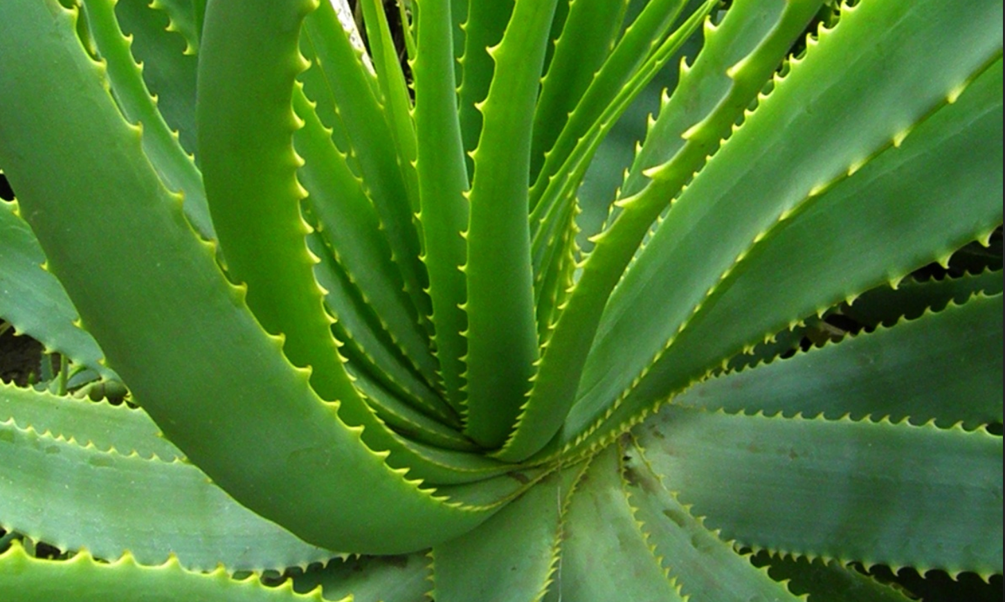 How to Grow Aloe Vera in Raised Garden Beds: Complete Guide for US Gardeners
