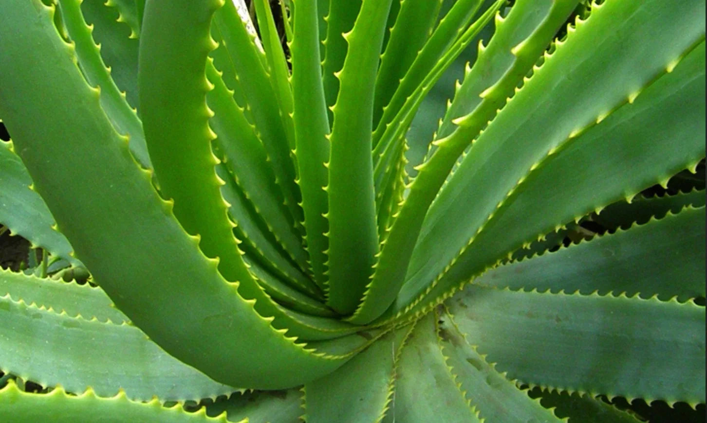 How to Grow Aloe Vera in Raised Garden Beds: Complete Guide for US Gardeners - Land Guard