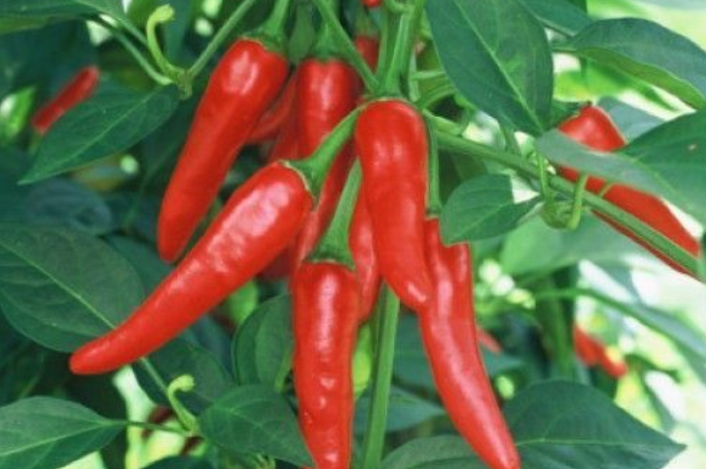 Pepper Plant Fertilizing Schedule: From Seedling to Harvest