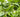 The Hidden Values of Herbs: 5 Surprising Uses From Mosquito Repellents to Natural Cleaners - Land Guard