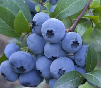 How to Grow Blueberries in Raised Garden Beds: 7 Expert Tips for a Bountiful Harvest - Land Guard
