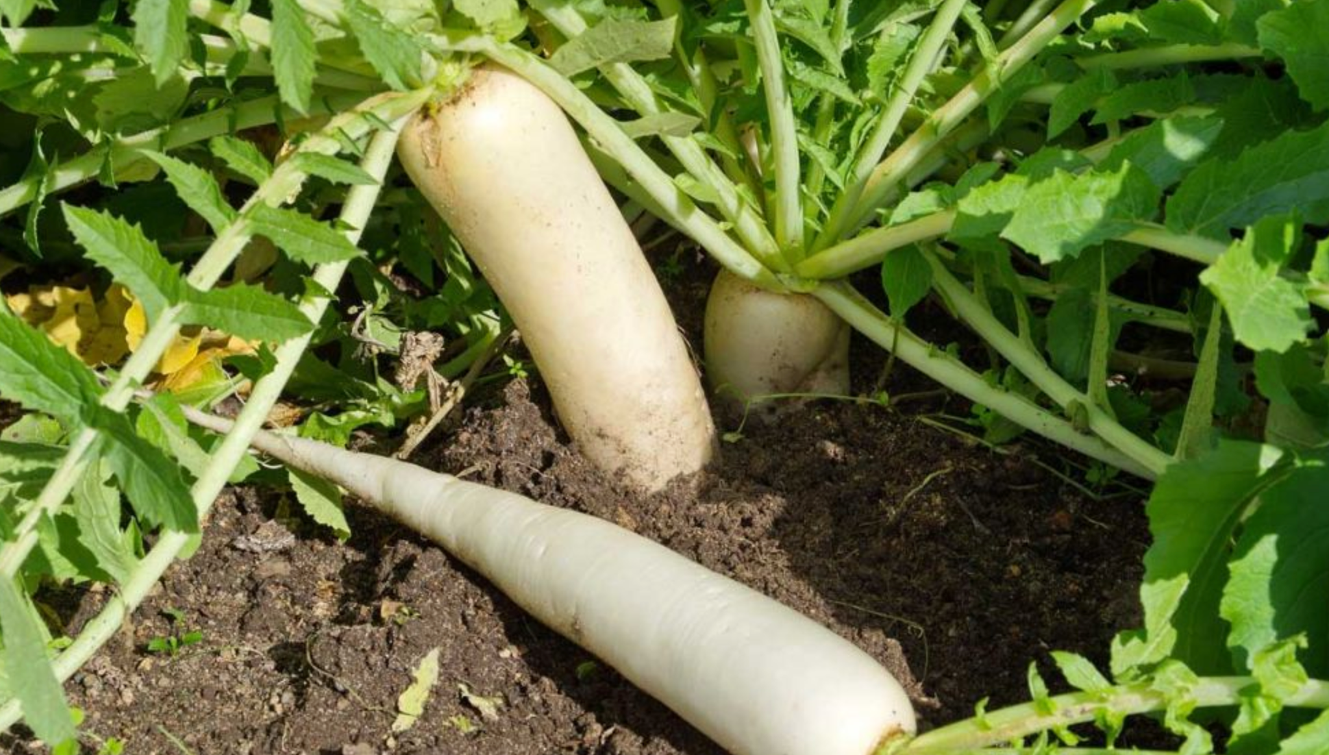 Start These Root Vegetable Seeds in July for a Bountiful Fall Harvest