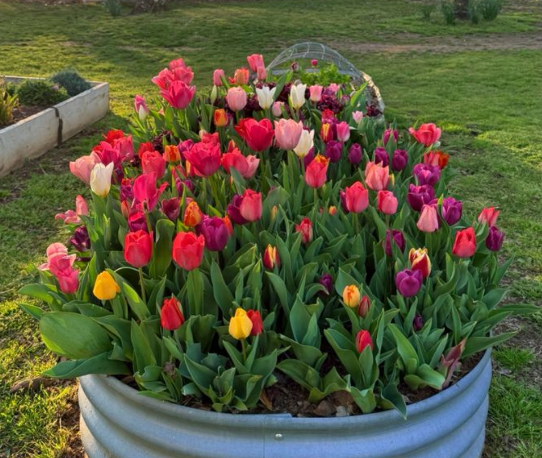 Growing Roses in Raised Beds: Soil Amendments for Vibrant Blooms