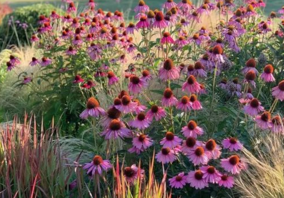 7 Best Drought-Resistant Plants for Summer Gardens