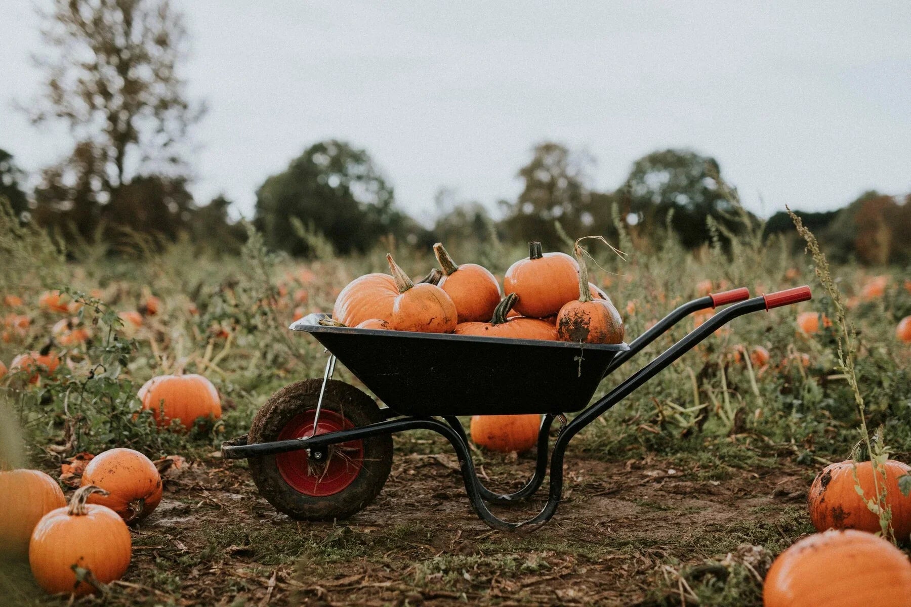 Grow Your Own Pumpkins Even in Small Spaces - Land Guard