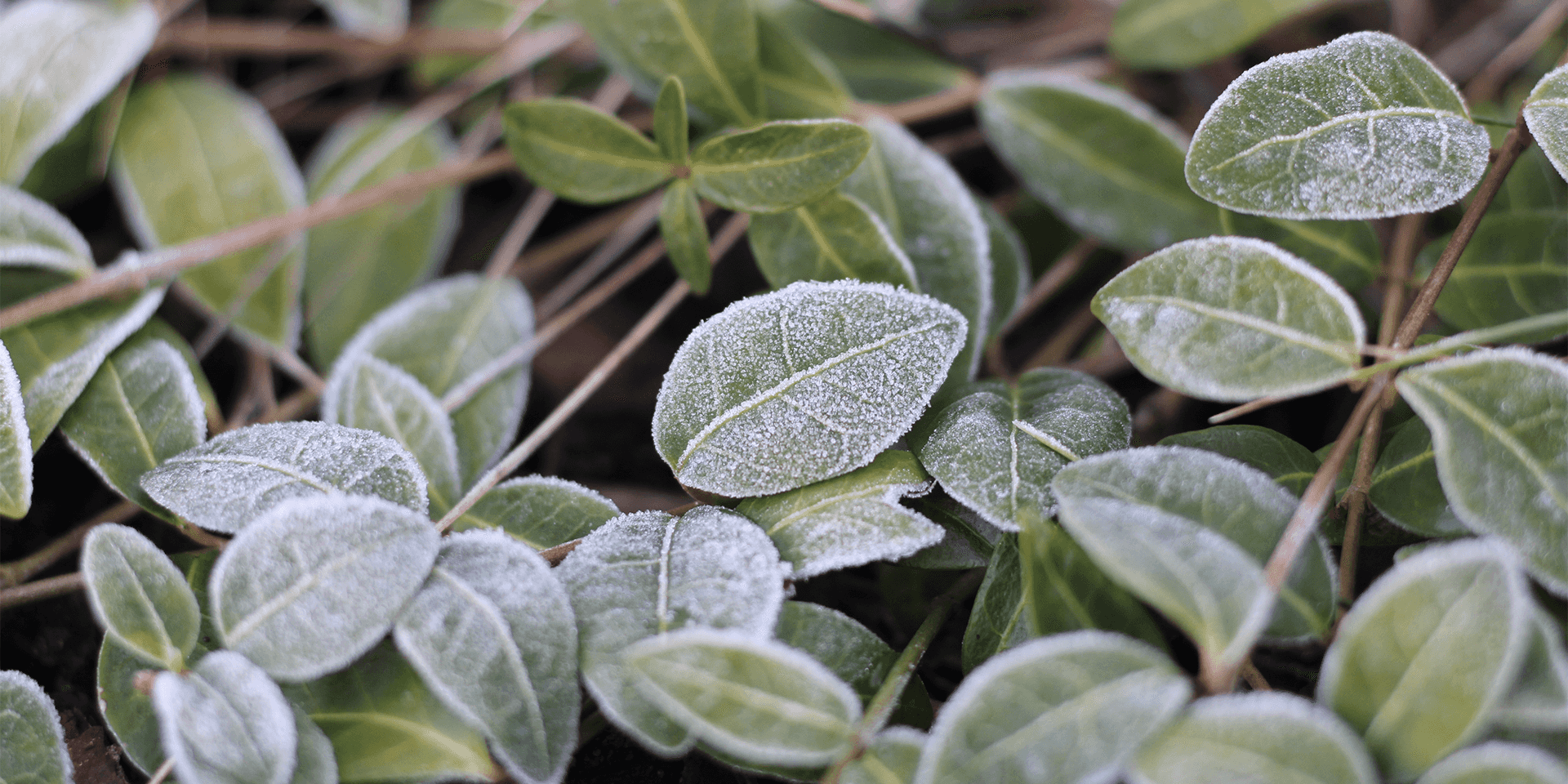 Ultimate Guide to Growing Vegetables in Fall and Winter