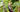 Pruning Eggplants in Raised Gardens: Encouraging Bushy Growth - Land Guard