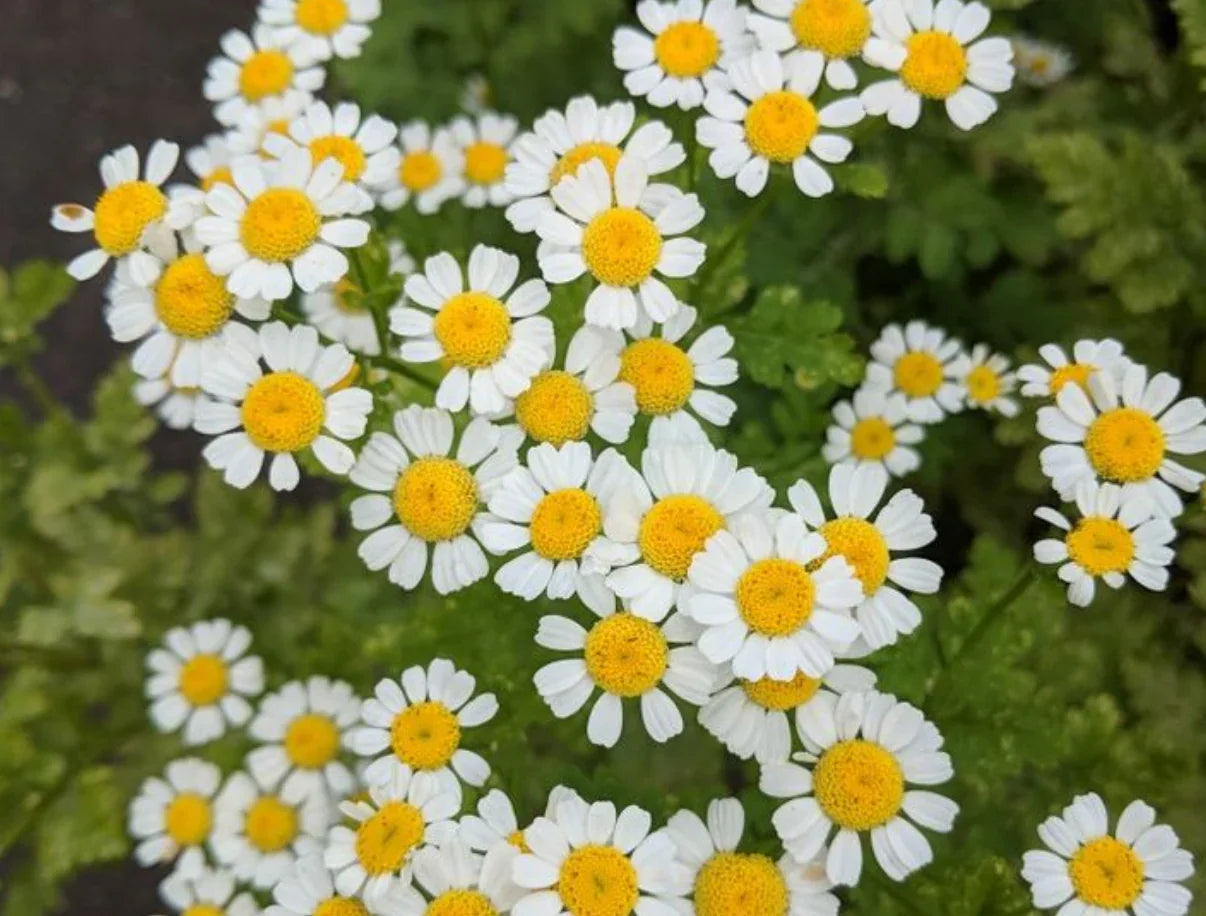 Low-Maintenance Gardening: Easy-Care Plants for Every Season - Land Guard