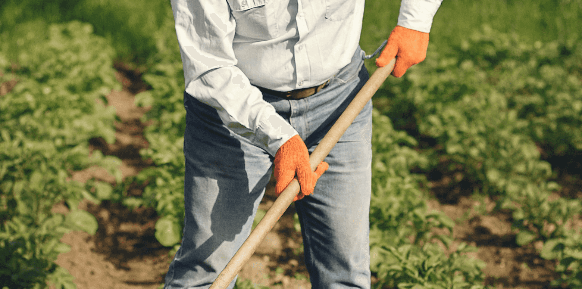 Easy-to-Grow Vegetables Perfect for Fall and Winter Planting