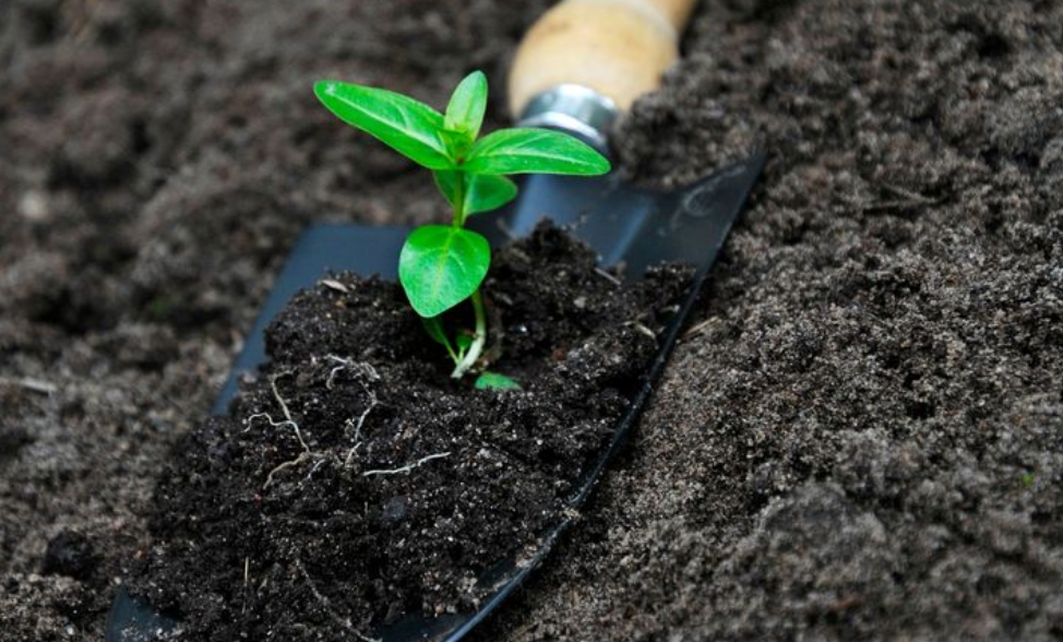Soil Preparation for Raised Garden Beds: Secrets to Healthy Plants
