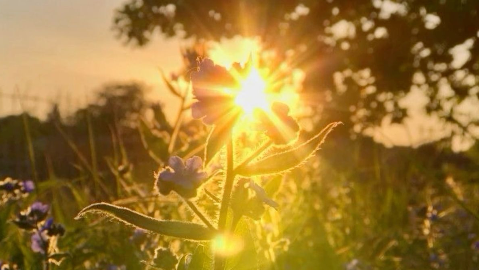 Summer-Proof Your Raised Garden Bed: Heatwave Survival Tips