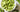 Fresh broad beans in a bowl with green pods