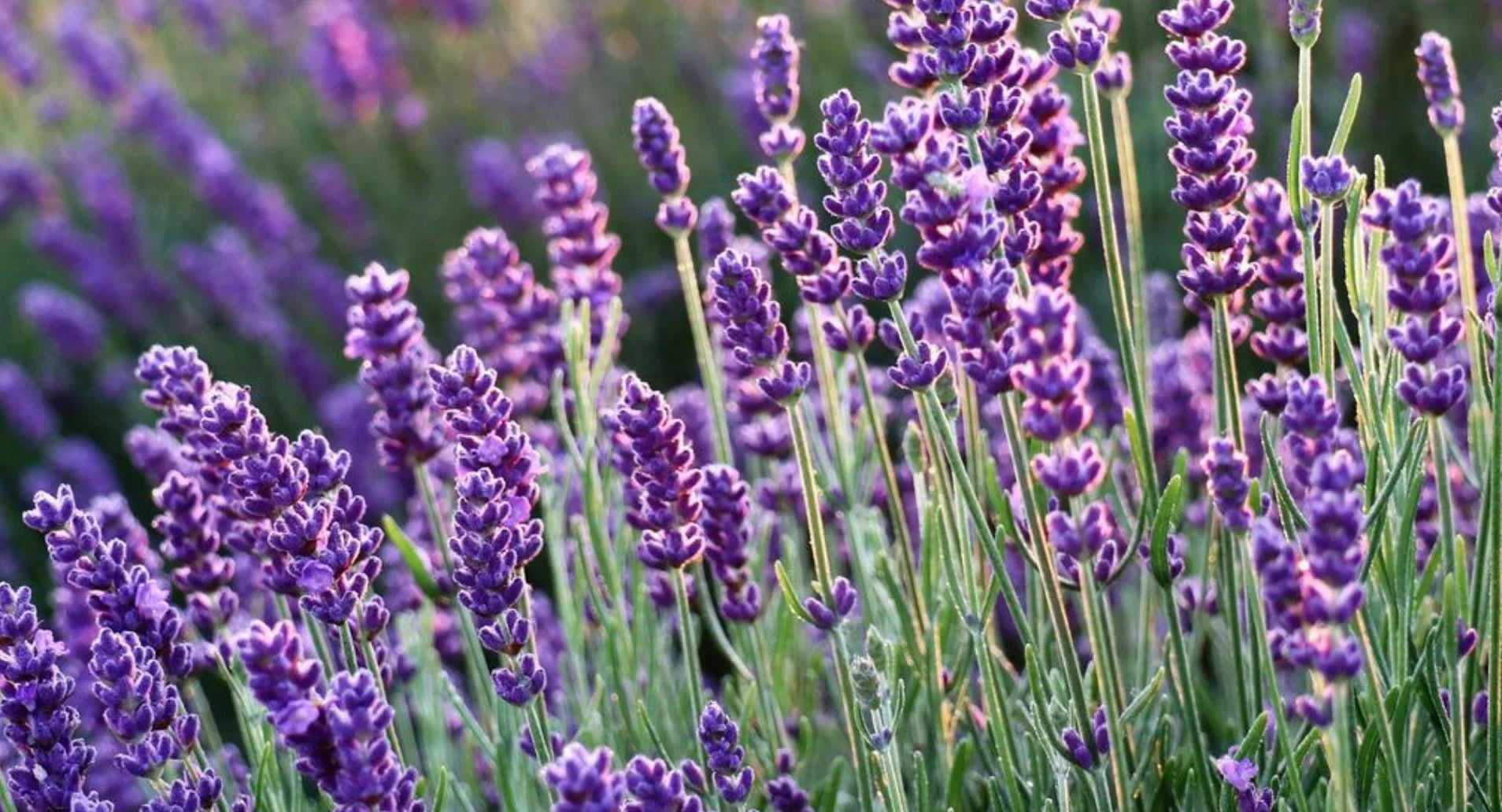 8 Fragrant Flowers for Raised Beds: Turn Your Garden into a Scented Paradise - Land Guard