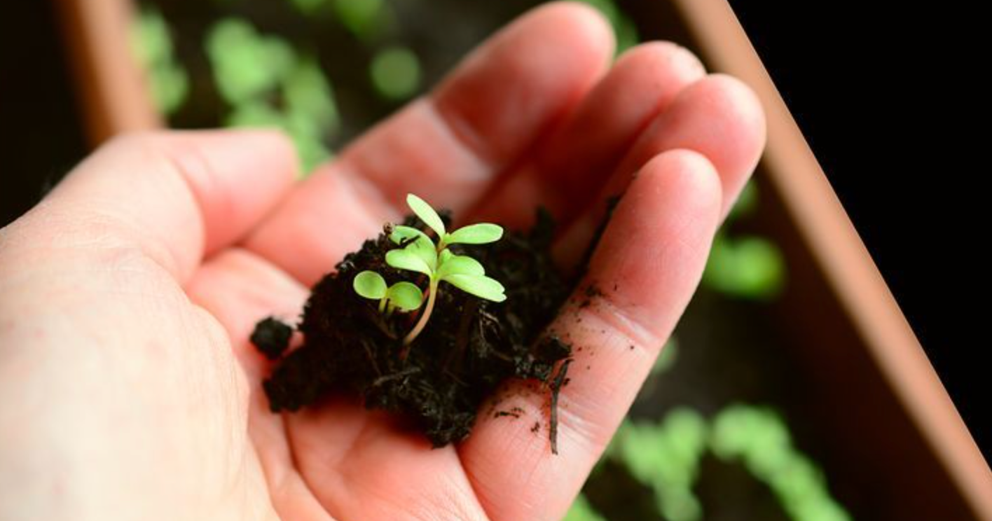 Transplanting Seedlings in Raised Beds: Shock Prevention