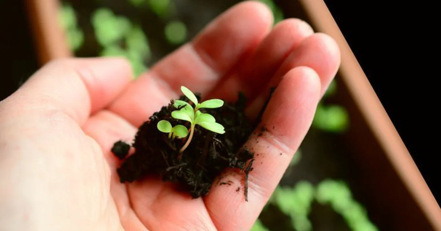 Transplanting Seedlings in Raised Beds: Shock Prevention - Land Guard