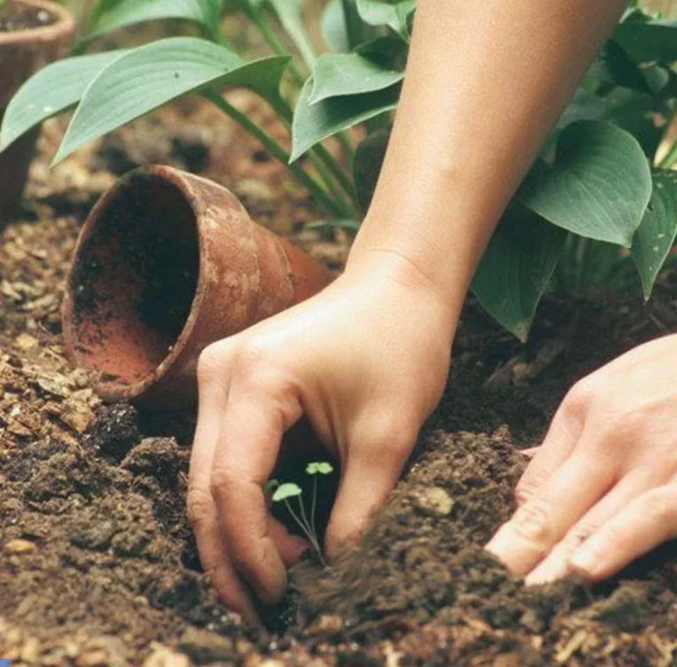 Unlocking Hidden Treasures in Gardening: Surprising Rewards Await - Land Guard