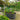 Round climbing frame in dark grey raised garden bed supporting pea plants for vertical gardening.