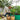 Man harvesting tomatoes from a green galvanized raised garden bed, with baskets of produce nearby.